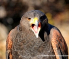 Antares il falco codarossa