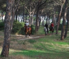 Passeggiata a cavallo in pineta