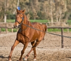 Cavallo al tondino