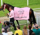 Lovelyn con la coperta e la coccarda rosa della vincitrice delle Oaks d'Italia 2015