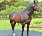 Manifee, brilliant-racehorse-and-stallion-in-korea-since-1996-to-2019