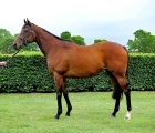 Just Sensual – Champion filly in South Africa and in foal to Classic sire Frankel