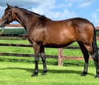 Simsimah-in-foal-to-expert-eye-with-a-foal-at-foot-by-divine-prophet-june-2019
