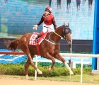 cheongdam-dokki-mayors-cup-lets-run-park-busan-korea-25-05-2019