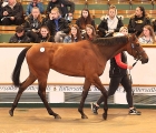 Lot 6, Divine Spirit (GB) at Tatts earlier this year  Tattersalls 2019