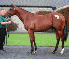 Lot 126, who topped Tuesday's session at 100,000, ghinee Tattersalls Ireland