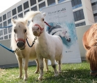 Progetto riding-the-blue pony Fieracavalli Verona