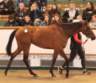 Record Kingman filly Craven Sales, apr 2019 