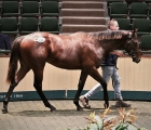 Exceed and Excel colt tops the sportsman's sale at € 135.000
