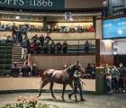 Galileo Filly Out Of Green Room Tops Orby Sale At €3,000,000