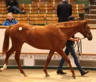 Lot 525, the 2.1-million gns Galileo filly | Tattersalls 10-10-2019-eng