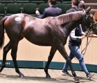 lot-625-camelot-filly-tops-sportsmans-day-1
