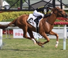 american-pharoah-colt-stays-unbeaten-on-turf-in-dania-beach-kentucky-pharoah-usa-03-01-2021