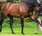 magna-grecia-a-coolmore-stallion-2021_0