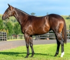 Vinery Stud: more-than-ready-usa-dont-call-me-vince
