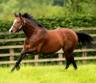 stallion-belardo