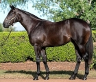 I Am Invincible x Snitzerland, colt