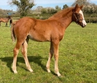 Roaring Lion-filly-out-of-Strawberry-Martini-7-aprile-2020