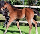 Saxon Warrior foal