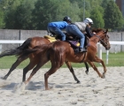 Musa D'Oriente e Goccia Bianca con in sella Luca Maniezzi in allenamento a Varese da Marco Gonnelli