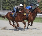 Musa D'Oriente e Goccia Bianca con in sella Luca Maniezzi in allenamento a Varese da Marco Gonnelli