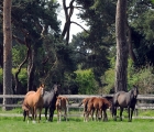 Mares and foals, Spendthrift-farm-Kentucky-USA-may-2020