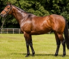 Sea The Moon, Top Leading Sire for Germany, may 2020
