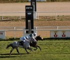 Cuppa Coffee-premio-Manzanilla-vittoria-del-trainer-Max-Tellini