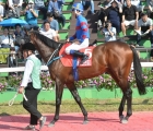 Ace Korea carries 60kg in Sunday’s feature at Busan, 02 02 2020