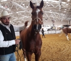 cavalli-a-roma_horse-friendly-arena_vignali