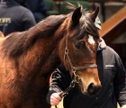 4 February 2020;   Lot 183: Churchill ex Najma yearling colt from Riverfiew Farm which fetched â¬ 82,000 when selling to Glenvale Stud at Goffs February Sale.