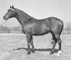 keeneland-library-meadors-collection-1948-03-05-count-fleet-conformation-(mr prospector grand father)at-stoner-creek