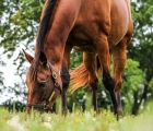 Beholder-in-her-paddock-at-Spendthrift