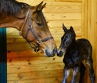 Beholder-with-her-first-foal-a-colt-now-named Q B One