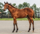 Beholder’s weanling filly by Curlin