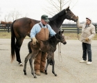 Serenas Song with first foal