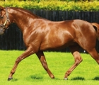 Australia, Coolmore stallion 2020