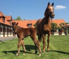 Ecurie des Monceaux, France. 24 april, Starlet Sister (Ire) (Galileo (Ire) produced a bay filly by Dubawi. Here at few hours