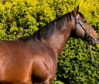 Shamardal, Darley Stallion died the 16th of April 2020