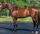stallion-Constitution-Tiz-The-Law-father-26-03-2020