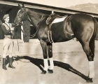 This is a 1939 photo of Sidney Carton who was by Blue Larkspur out of Mea Culpa by St. Germans. He was owned and bred by John Hay Whitney. While he did little on the track or in the breeding shed, his claim to fame is th