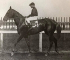 This-is-a-1908-photo-of-Fair-Play-he-was-considered-the-third-best-runner-in-his-crop-behind-the-unbeaten-colin-and-his-stablemate-celt-by-Walter-Vosburgh