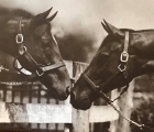 This-is-a-photo-taken-at-Calumet-Farm-of-Whirlaway-being-greeted-by-his-dam-Dustwhirl