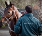 make believe stallion ballylinch (UK)