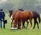 Pat Smullen and yearlings, Newmarket 27 05 2020