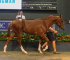 the-550000-star-turn-x-dukemore-colt-at-the-2020-magic-millions-18-08-2020-aus
