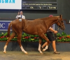 the-550000-star-turn-x-dukemore-colt-at-the-2020-magic-millions-18-08-2020-aus