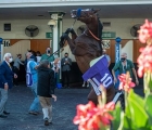thousand-words-rears-in-the-paddock-before-the-kentucky-derby-usa-06-09-2020