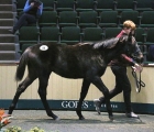 caravaggio-colt-tops-opening-day-of-goffs-november-foal-sale