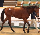 lot 35-tattersalls-dubawi-colt-hazelwood-top-again